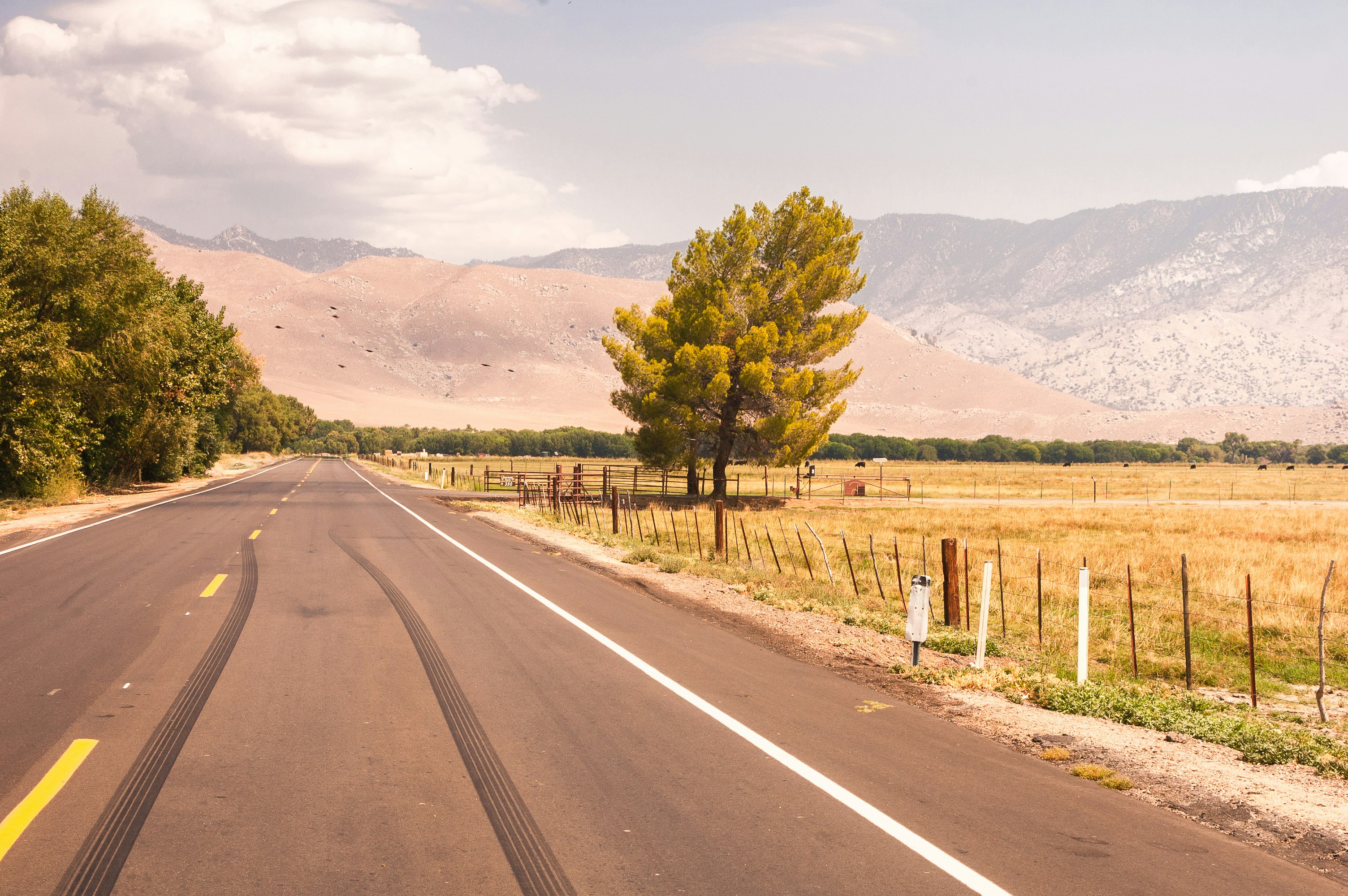 green trees beside road during daytime